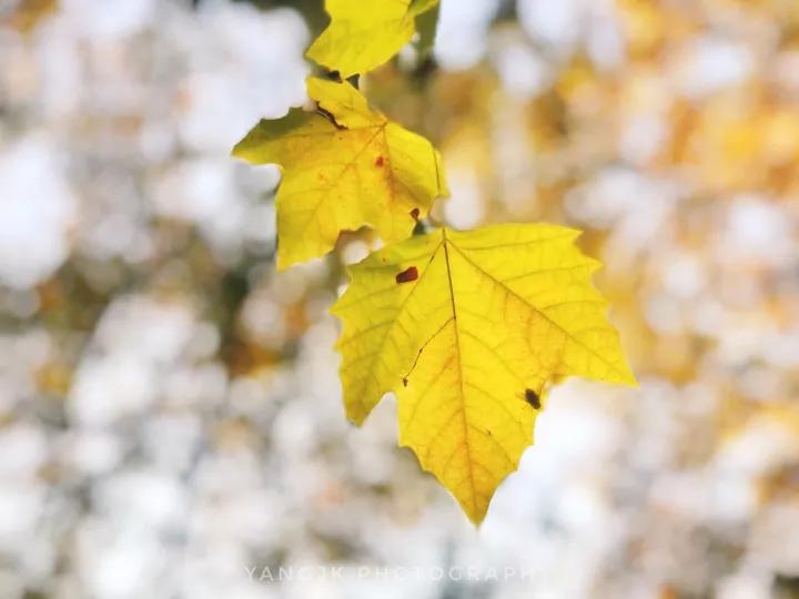 秋色正艳|掌握这6个小技巧，教你拍出绝美秋景