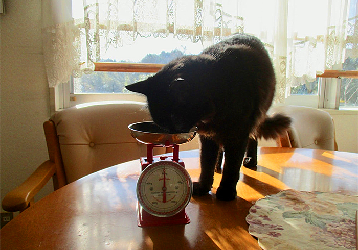 猫咪肾衰用降磷喂食法恢复正常后就是治愈？不，仍需持续控制