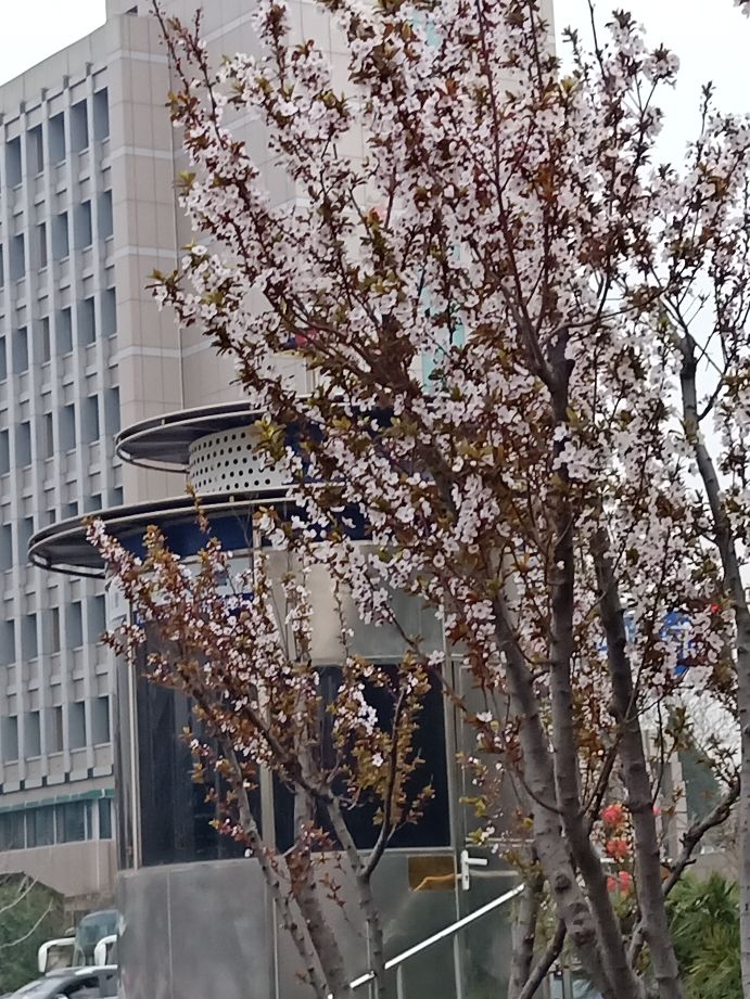 最喜欢在雨中徜徉的感觉,徜徉在雨中月季花海中