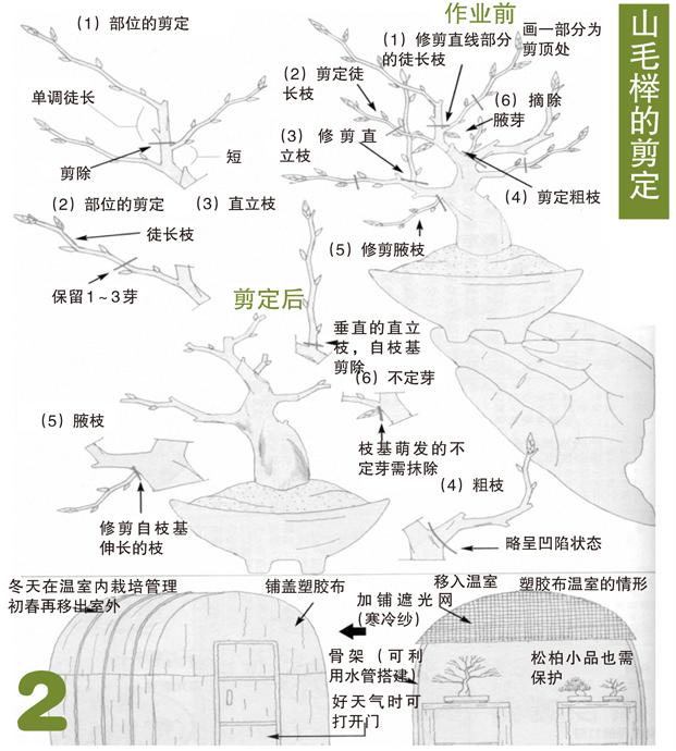 杂木类树木盆景蟠扎应在什么进行,盆景如何造型