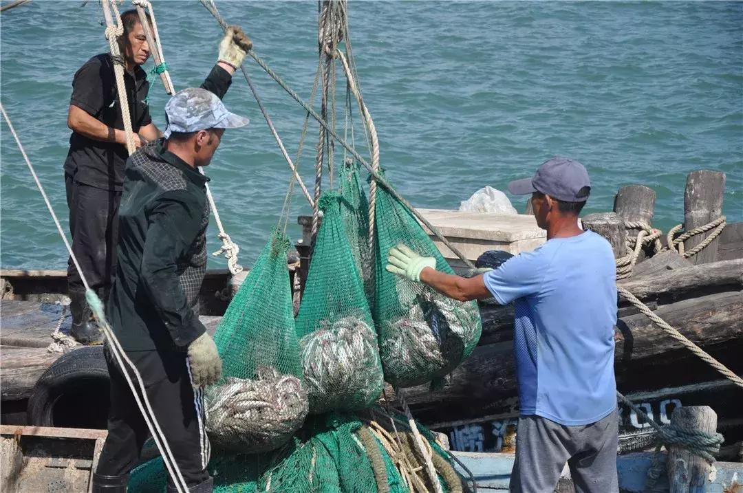 青岛开海了新鲜肥美的海鲜已上市,青岛开海红岛海鲜八大关