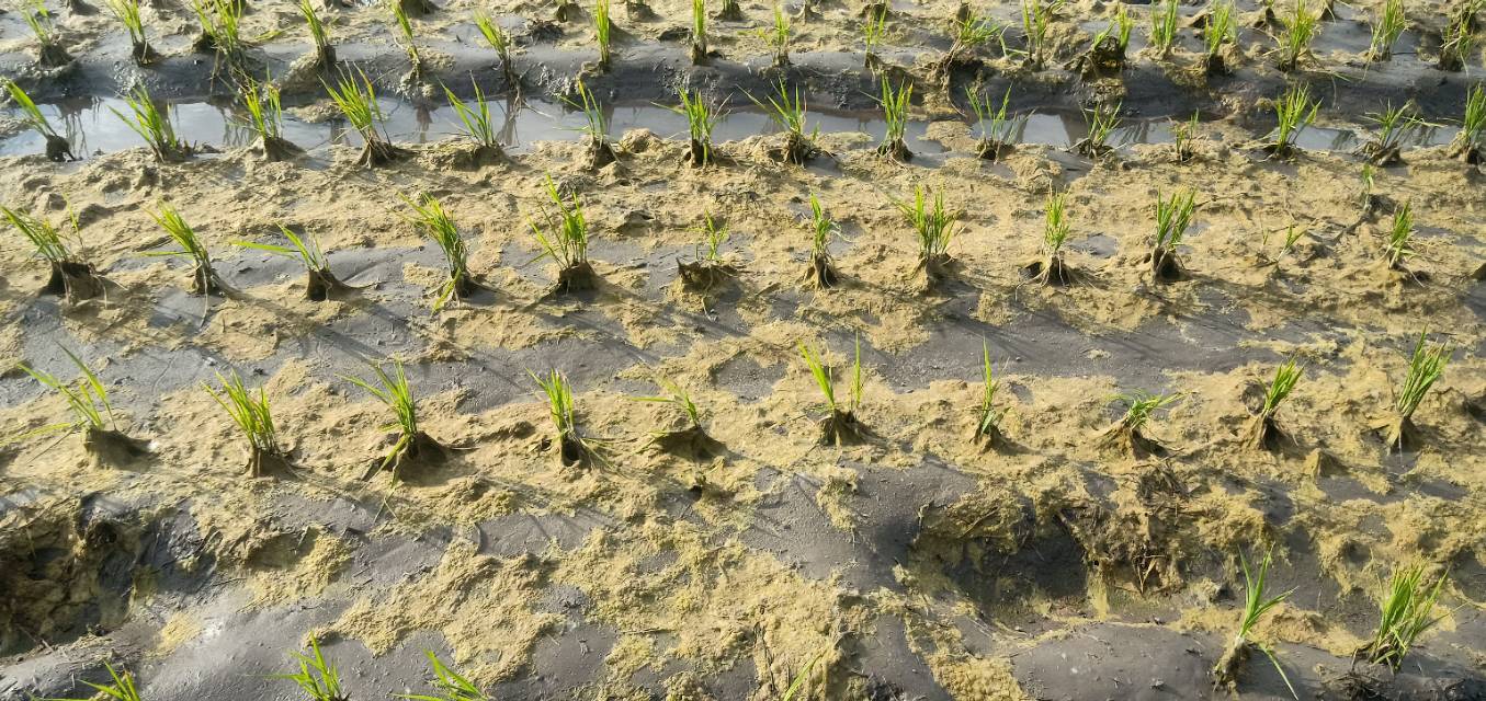 水稻水绵的防治方法,水稻防治小技术视频