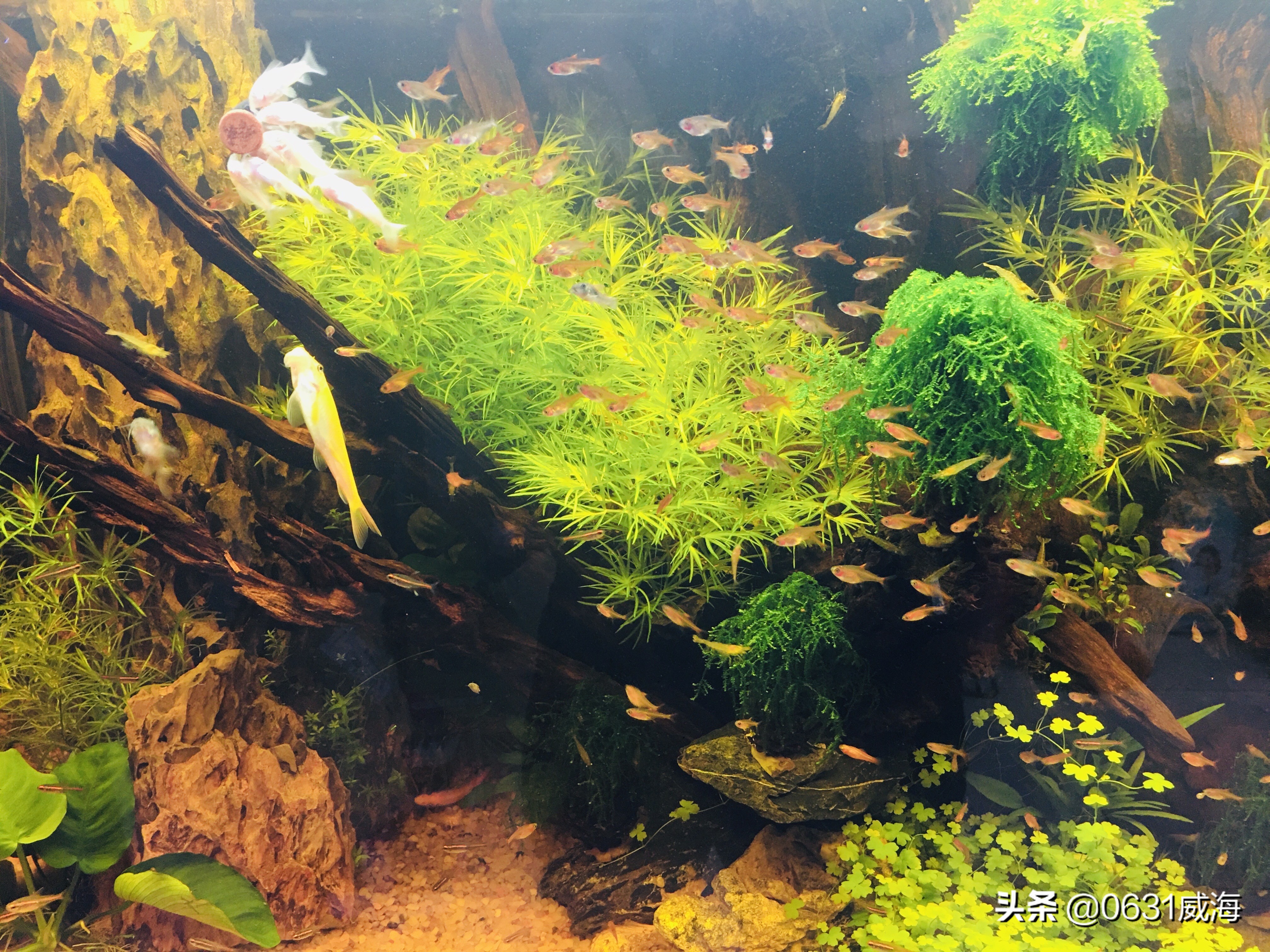 生态缸水底铺什么水草不烂根好养,水草一开始很好后来开始溶叶烂根