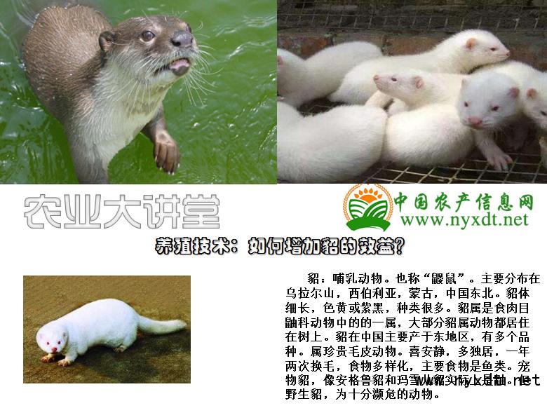 养殖怎么增加收入,养殖如何提高效益多赚钱