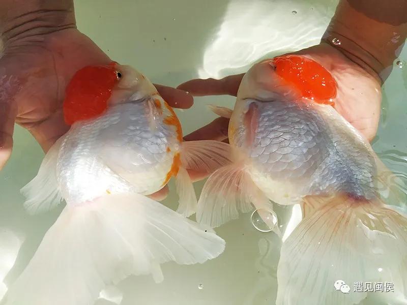 见过会踢足球的闽侯金鱼吗？盘它