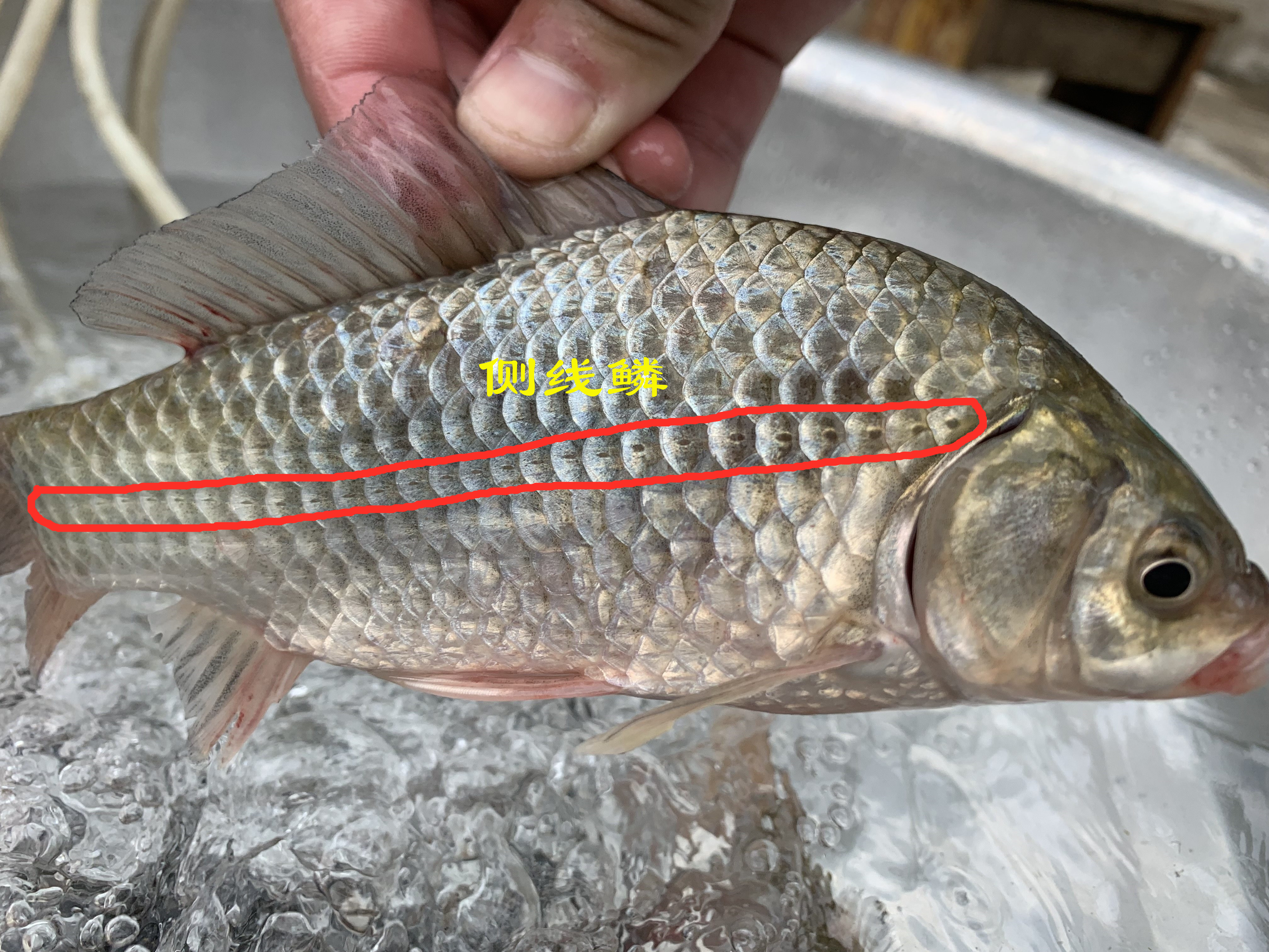 土鲫板鲫工程鲫,买鲫鱼大的好还是小的好