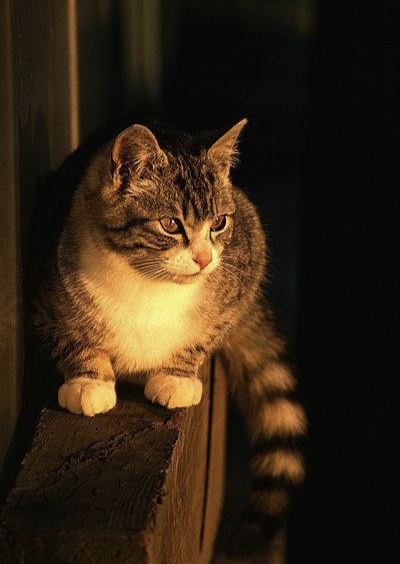 养土猫和纯猫的区别,养土猫好还是宠物猫好