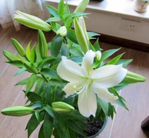 百合花栽种的关注点,百合花花期后怎么养护来年再出芽