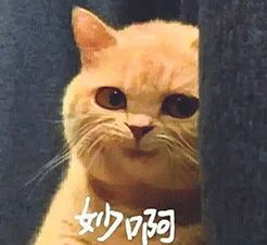 绝育后的狗狗会长胖吗,猫咪绝育后怎么减肥