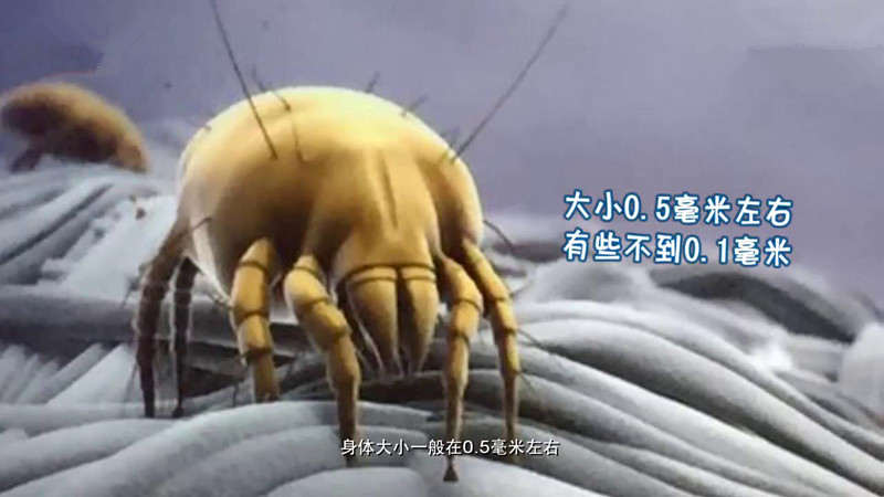 有没有可以祛除螨虫的产品,有没有什么除螨虫的用品
