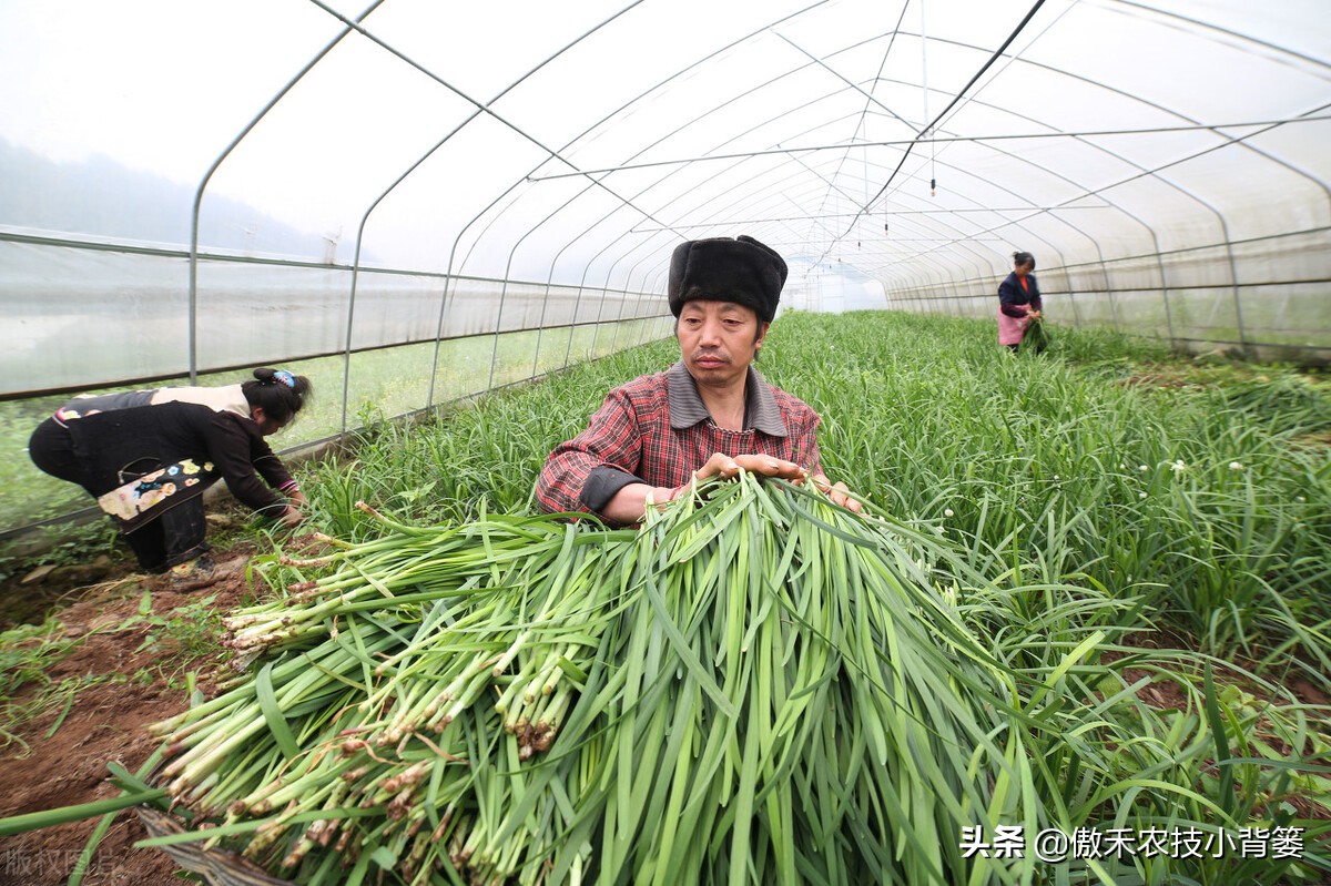 韭菜种植一两年要换土,韭菜种植盆栽多久采收
