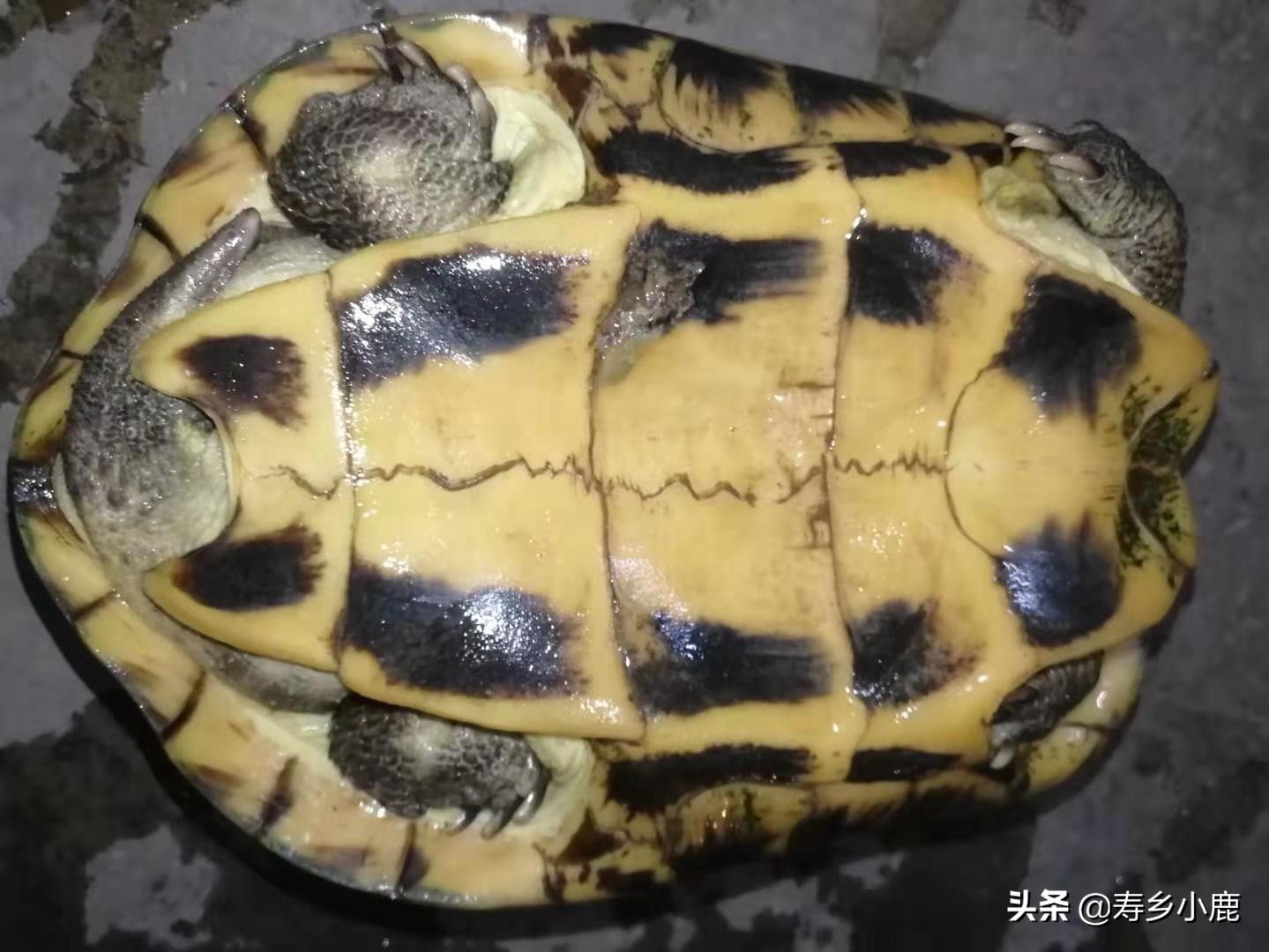 石金钱龟怎么不吃东西,石金钱龟不吃怎么回事