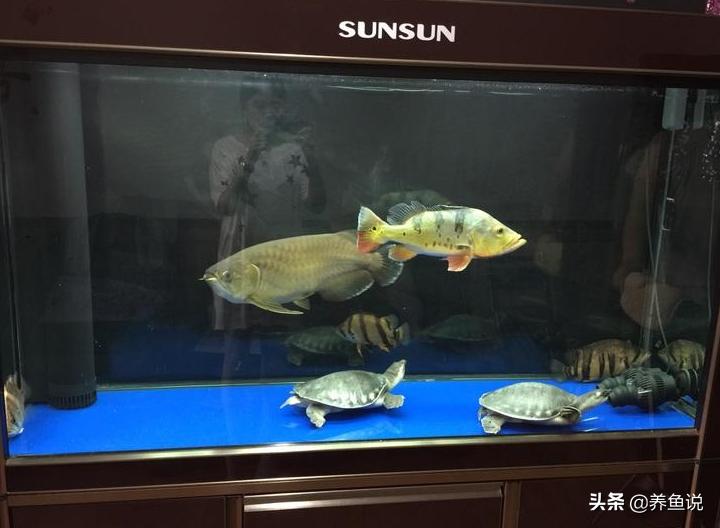 家里鱼缸水质浑浊往这看，别给鱼缸换水，这有一种简单处理方法