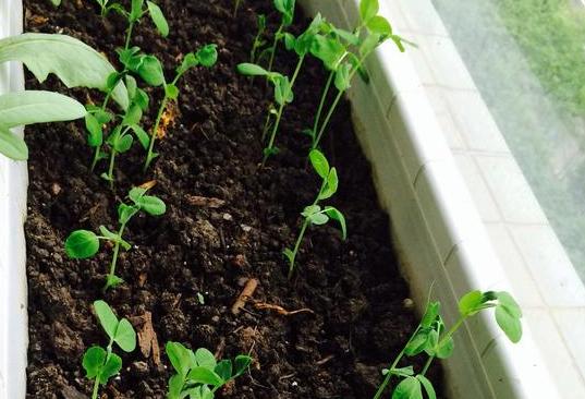 盆栽土的表面发霉要不要紧,盆栽新土怎么处理