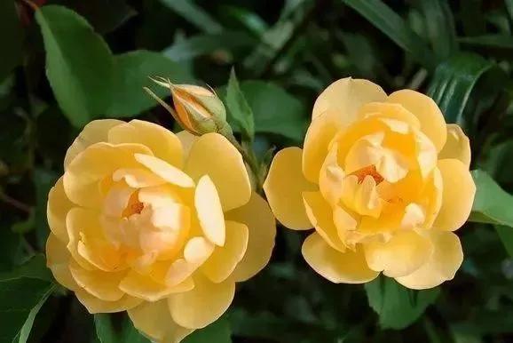 每天学习一点点各种花代表的花语,每天学习一朵花知识