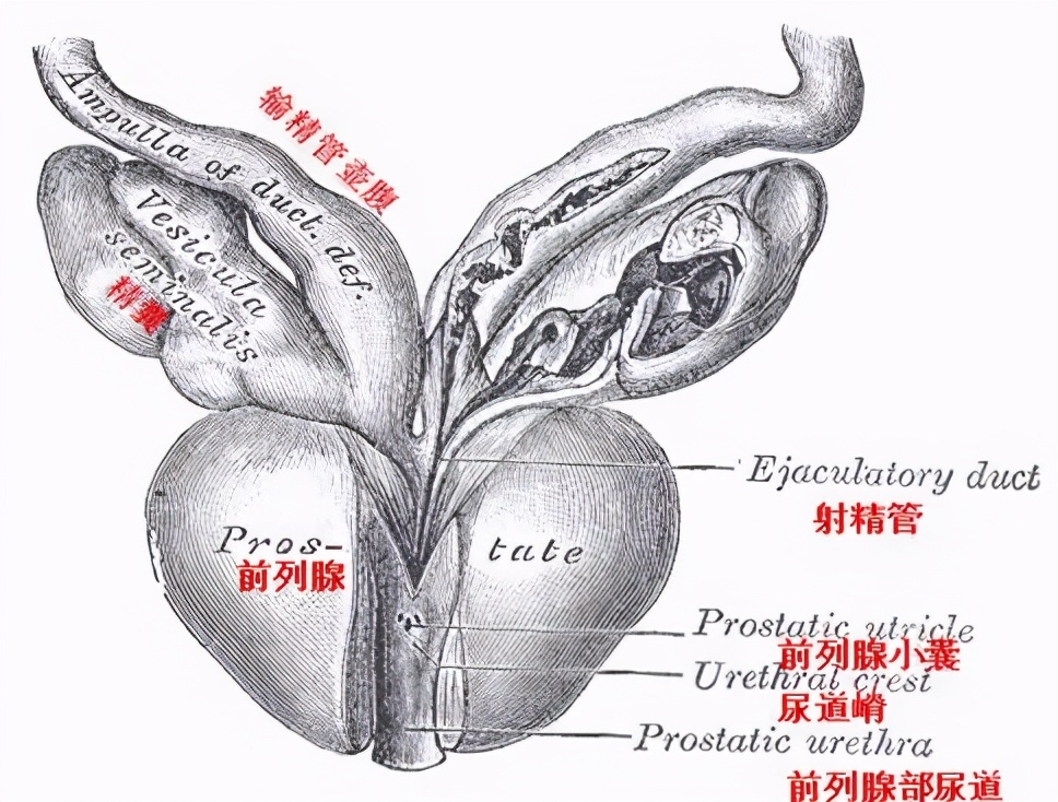 协和医生谈前列腺炎,北京协和医院治疗前列腺炎