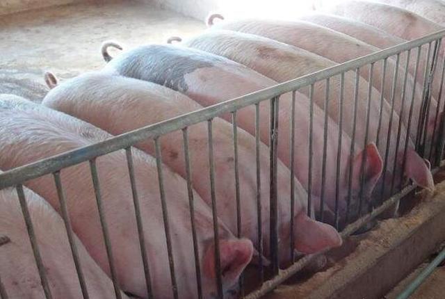 猪发烧41度全身通红不吃,猪发烧耳朵发红打什么针