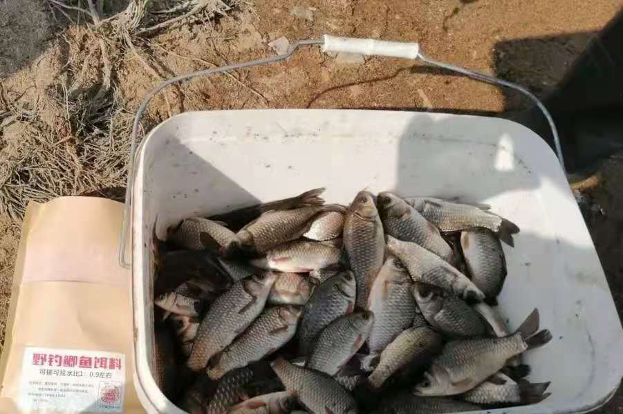小鱼多了就不吃食了,野钓小鲫鱼太多大鲫鱼没口