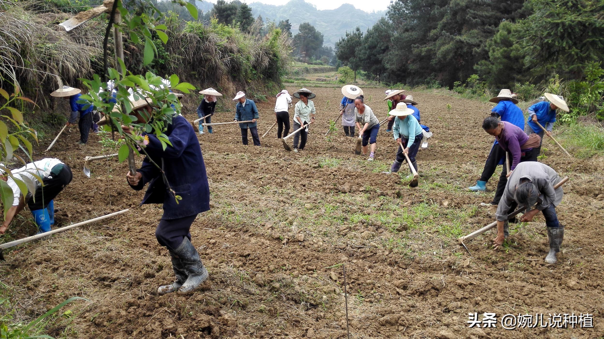 农村种植作物怎么赚钱的,三农种植哪种最赚钱快