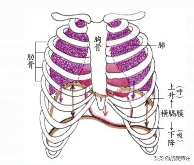 成人肋骨外翻危害,为什么会肋骨外翻出大包