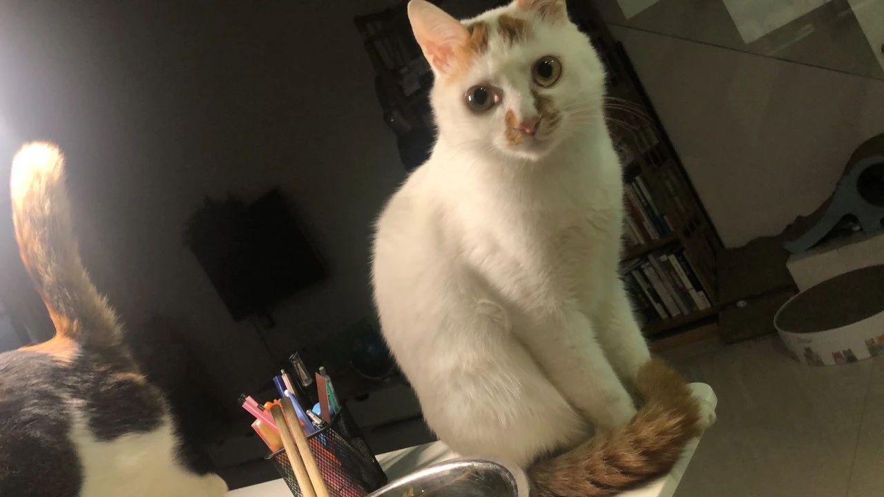 猫咪出现血便怎么办,家猫抓出血了怎样处理