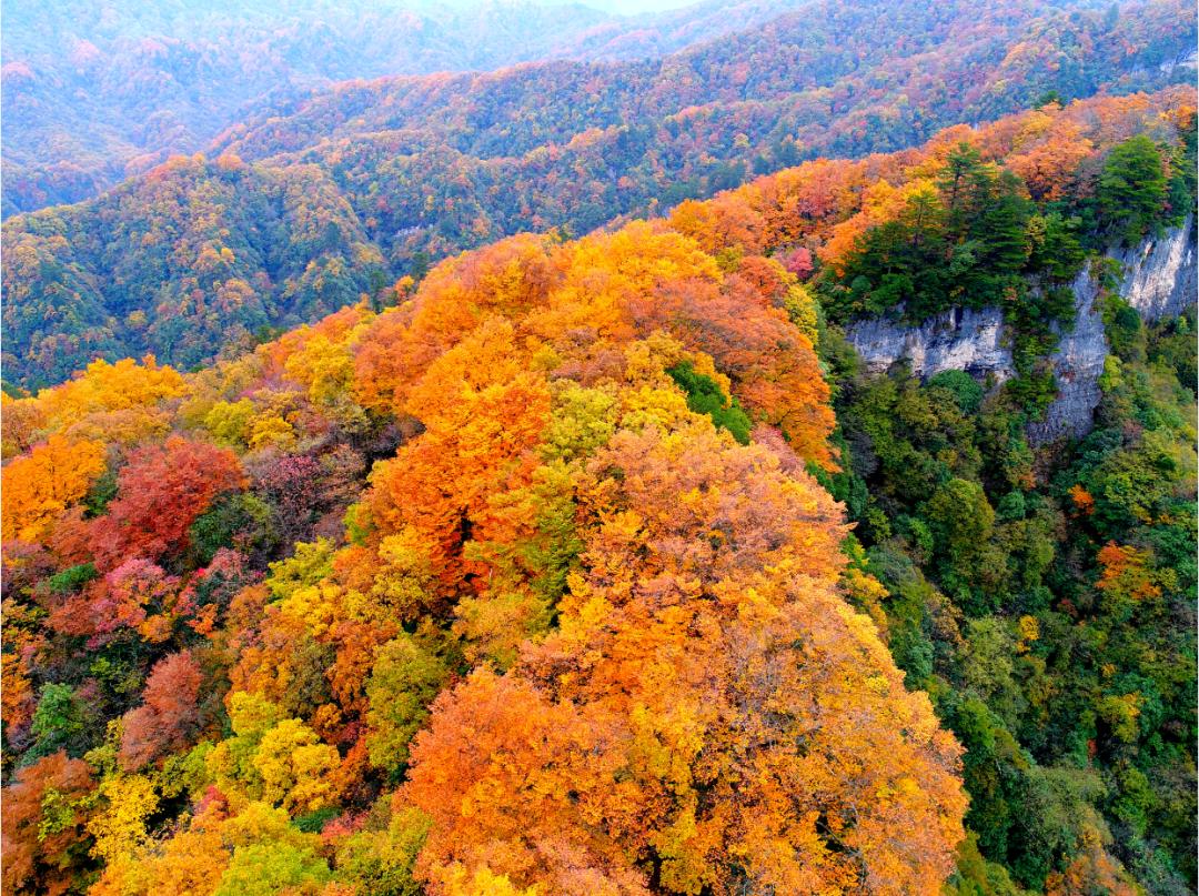 巴中光雾山红叶的最佳时间,红叶谷打卡地