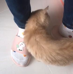 救助流浪猫加菲猫,被遗弃刚出生不长的加菲猫