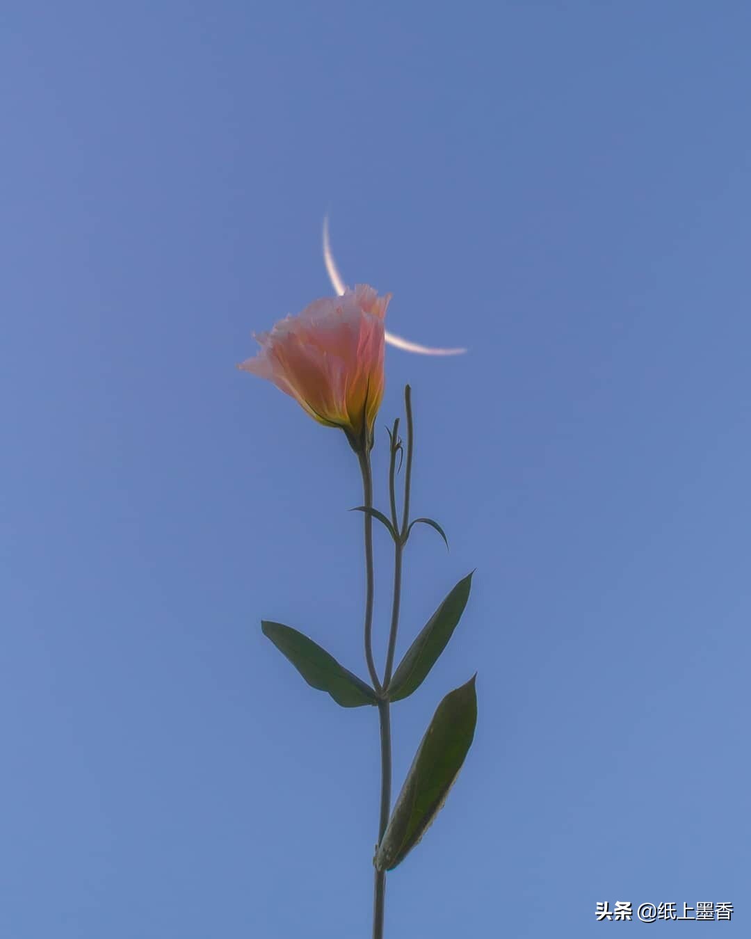 以后漫长的时光，你走了，我该怎么办？