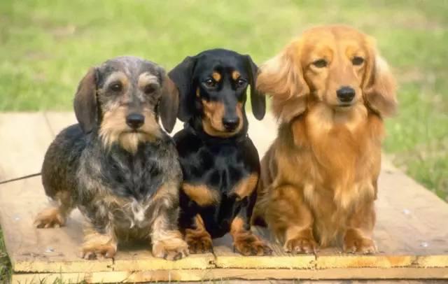 像腊肠一样的狗,英国人喜欢腊肠犬吗