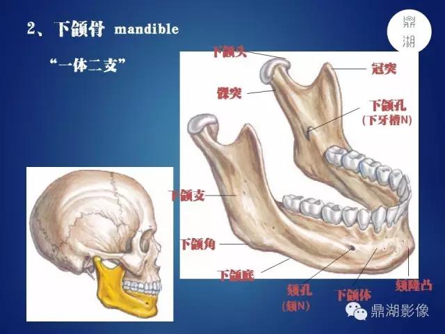 人体神经系统完整解剖图,超全神经系统解剖图近乎完美