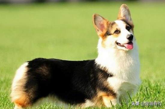 田园犬和博美柯基,柯基幼犬和博美幼犬怎么选