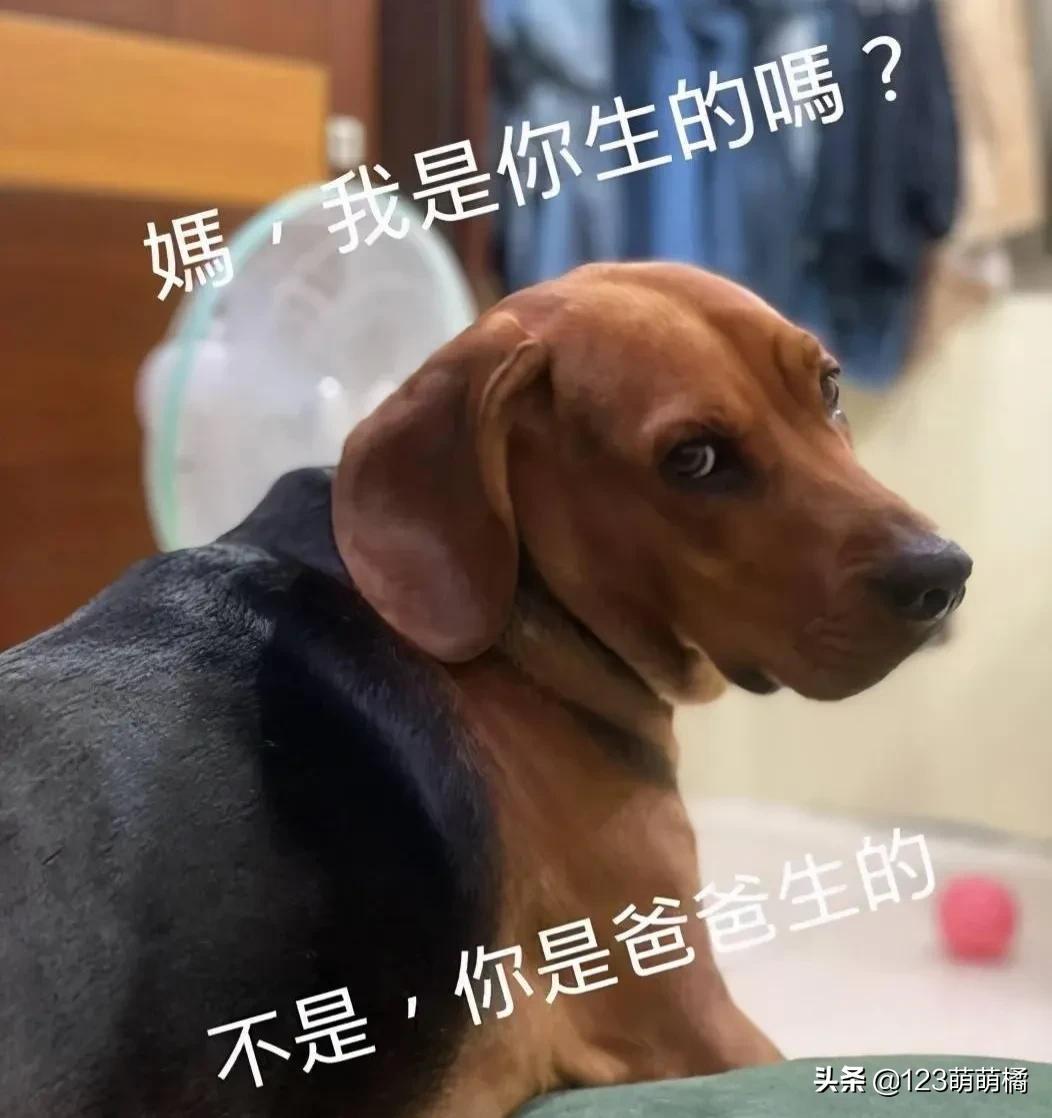 不会解说的解说员——《隔壁家的母狗生娃过程》