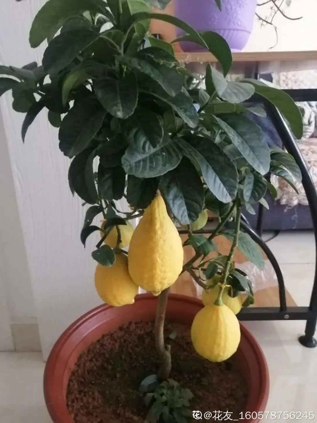 耐养的香水花,种室内香水花