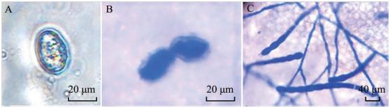 苦瓜叶片得白粉病干黄如何挽救,种植苦瓜黄叶病怎么防治