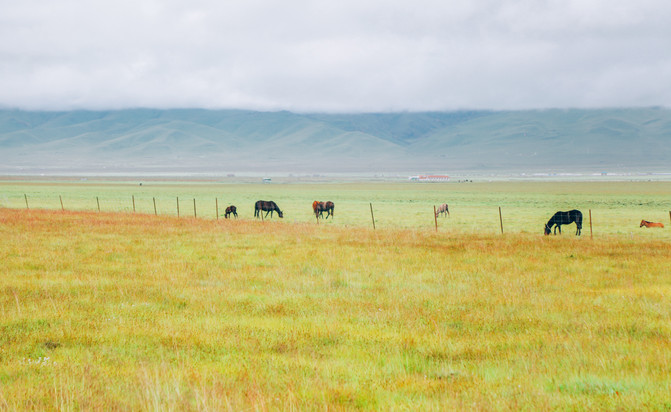 若尔盖5日游推荐,成都九寨沟黄龙若尔盖深度游