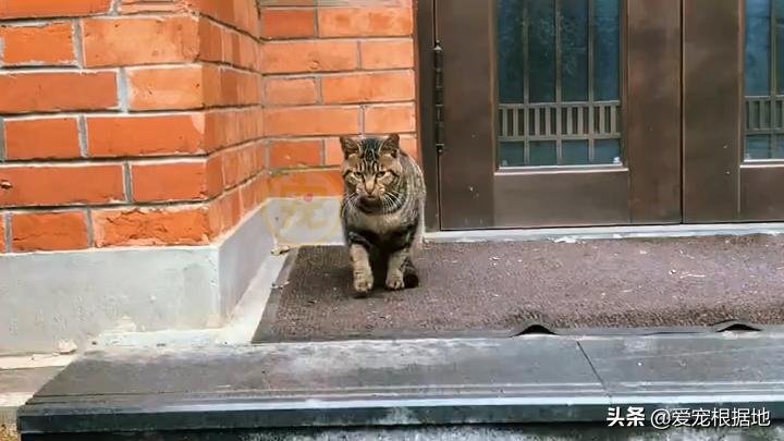 同伴被困空房子，流浪猫向人类求助，获救后它竟主动让出食物
