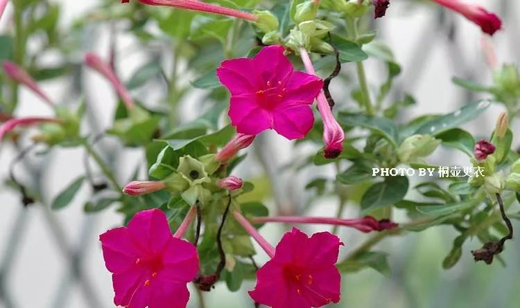 25种常见有毒的花草树木,警惕50种有毒植物