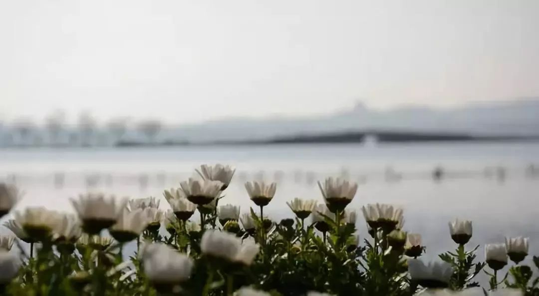 花港一楼茶楼,花港早茶