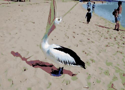 看起来威武霸气，其实比谁都嘴欠，带你了解鹈鹕的生活