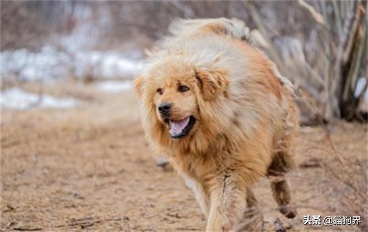 狗狗用了驱虫药偶尔还是挠痒,狗狗老是挠痒把毛都挠掉了