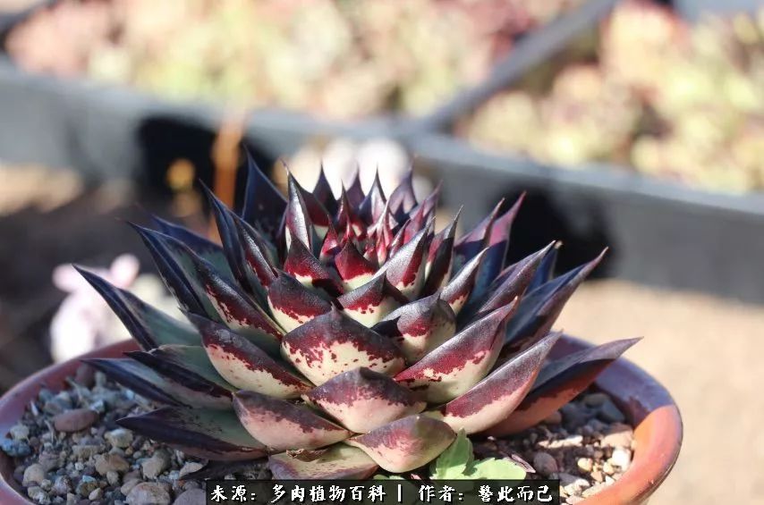 小警察的乌木：红与黑的霸气之美！