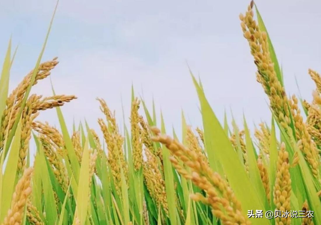 旱稻种植技术每亩用种量,旱稻种植技术和管理方法