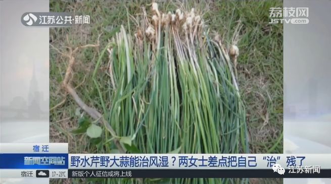 这种野菜不但好吃还能入药,啥野菜治风湿肩膀疼痛