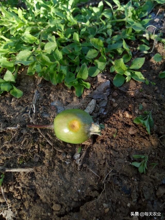 苹果树叶上的羊胡子锈病怎样防治,果树上面长羊胡子病用什么药