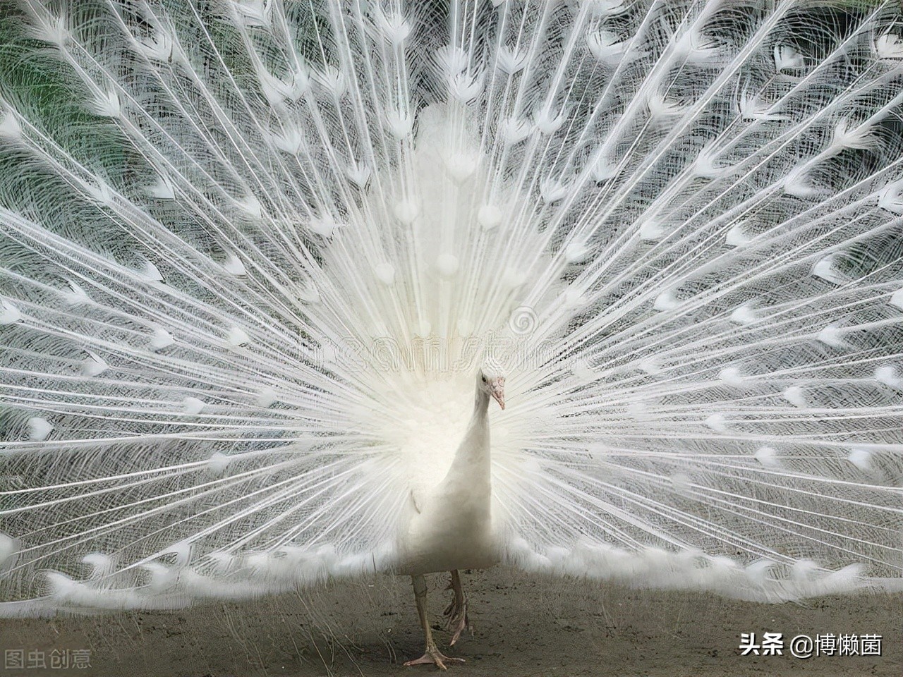 最恶心的撩妹方式：骆驼吐肉球，肉球越大越丑，越容易获得交配权