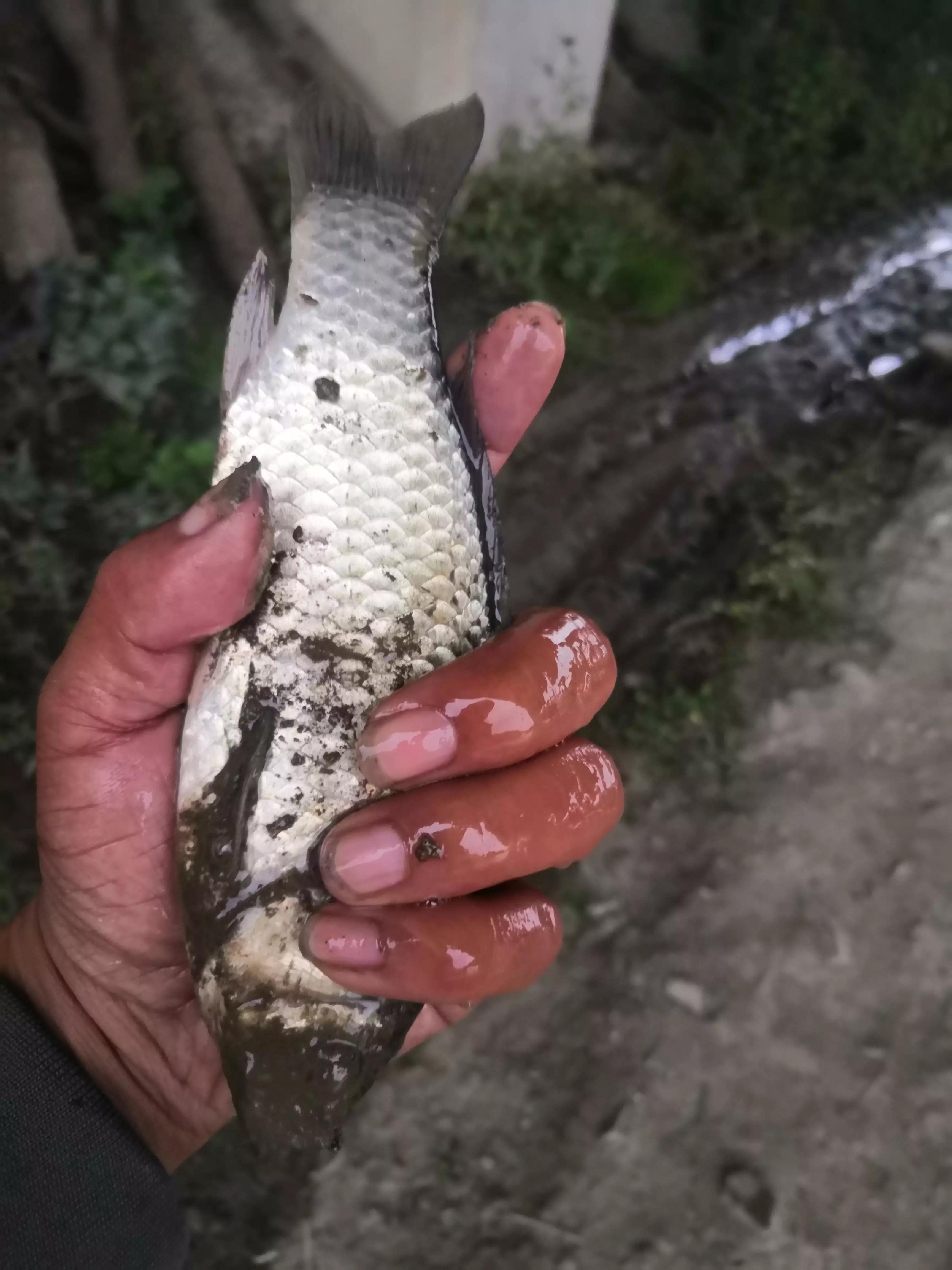英雄桥野钓视频,英雄大桥底钓鱼开车路线