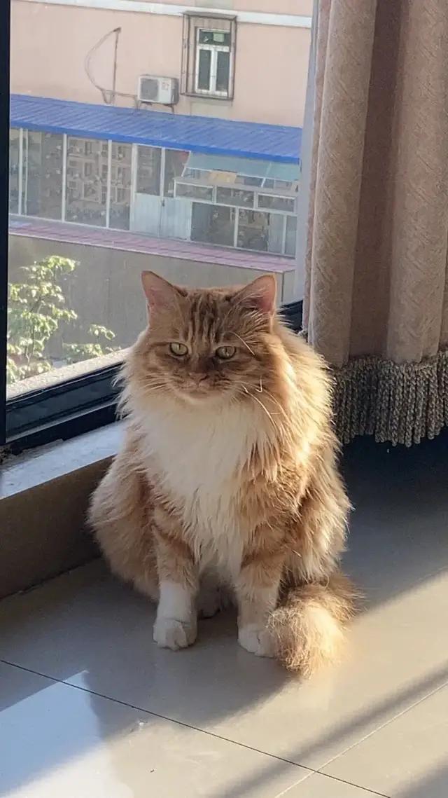 哈哈哈哈哈我笑到我家的狗偷开邻居家的车送我去精神病院