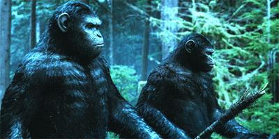 为什么鹦鹉能模仿人说话,鹦鹉为什么能像狗一样