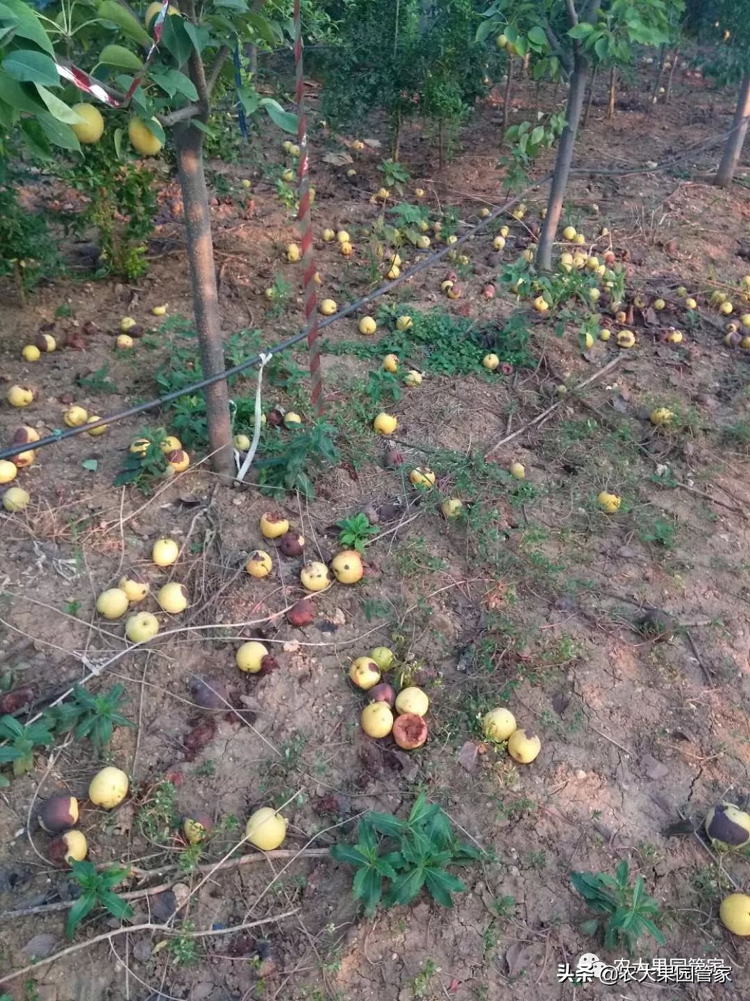 果实蝇危害山楂树吗,防治果实蝇最好方法
