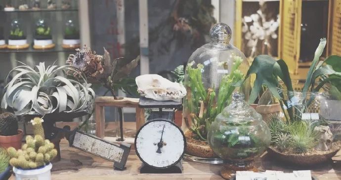 北京最美花店,她放弃了总监职位后续